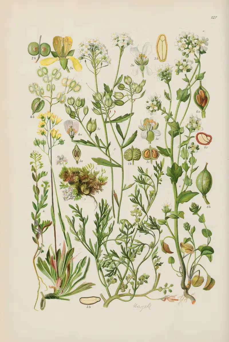 Illustrierte Flora von Mitteleuropa Pl.127 — Gustav Hegi