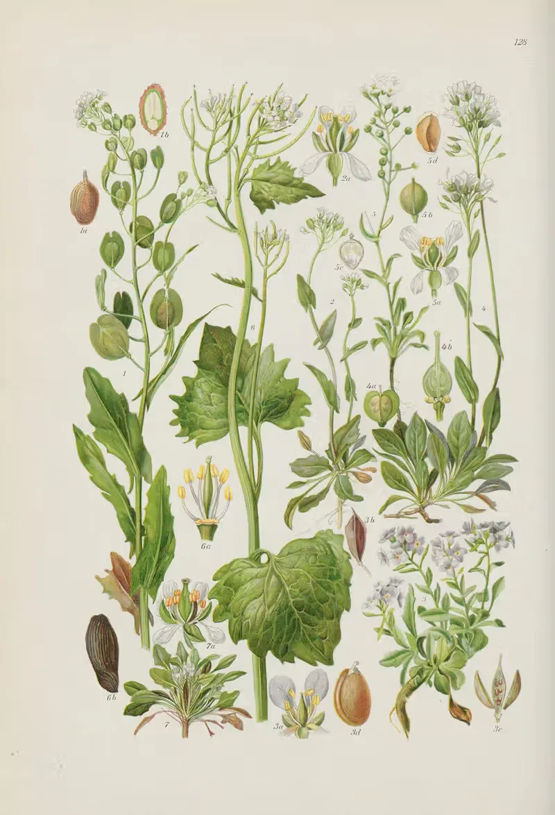 Illustrierte Flora von Mitteleuropa Pl.128 — Gustav Hegi