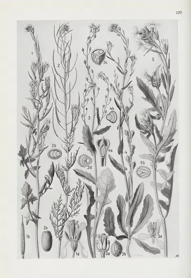 Illustrierte Flora von Mitteleuropa Pl.129 — Gustav Hegi