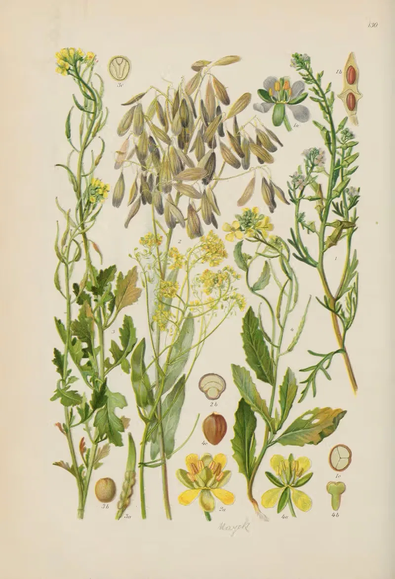 Illustrierte Flora von Mitteleuropa Pl.130 — Gustav Hegi