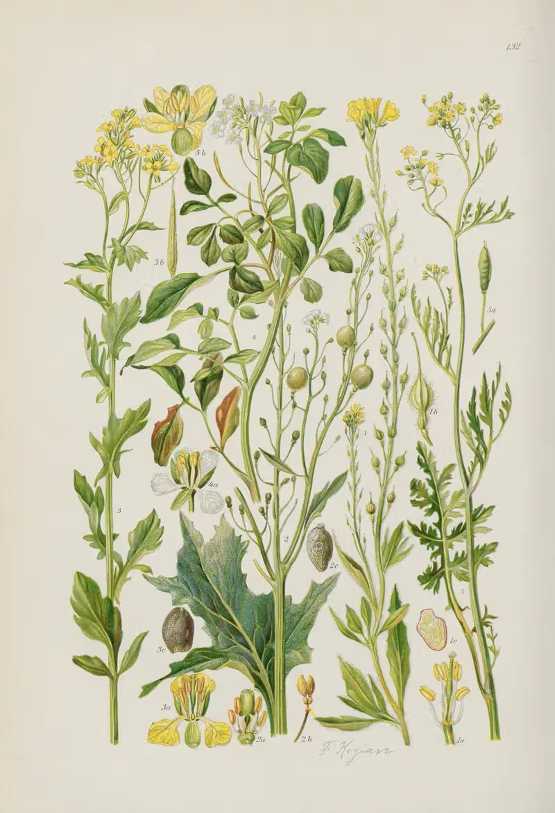 Illustrierte Flora von Mitteleuropa Pl.132 — Gustav Hegi