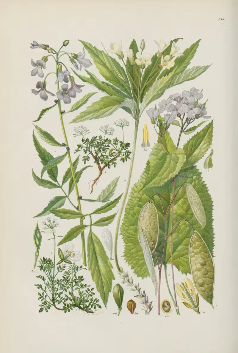 Illustrierte Flora von Mitteleuropa Pl.134 — Gustav Hegi