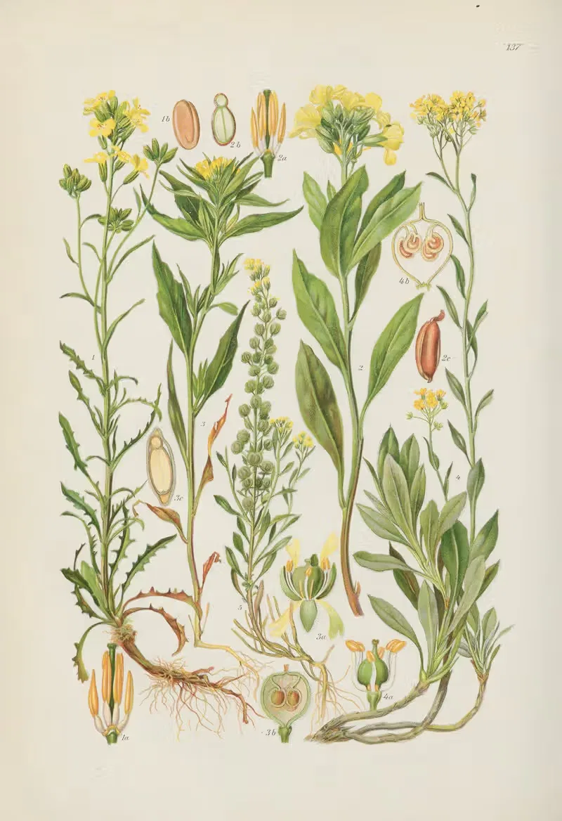 Illustrierte Flora von Mitteleuropa Pl.137 — Gustav Hegi