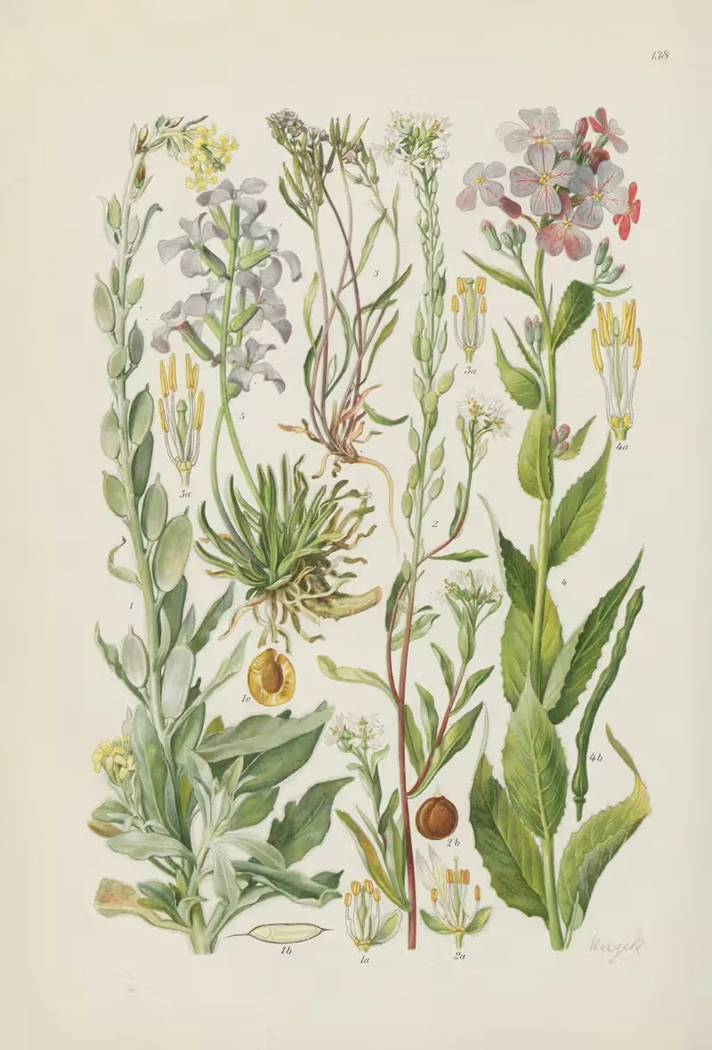 Illustrierte Flora von Mitteleuropa Pl.138 — Gustav Hegi