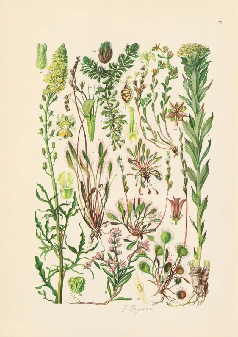 Illustrierte Flora von Mitteleuropa Pl.139 — Gustav Hegi