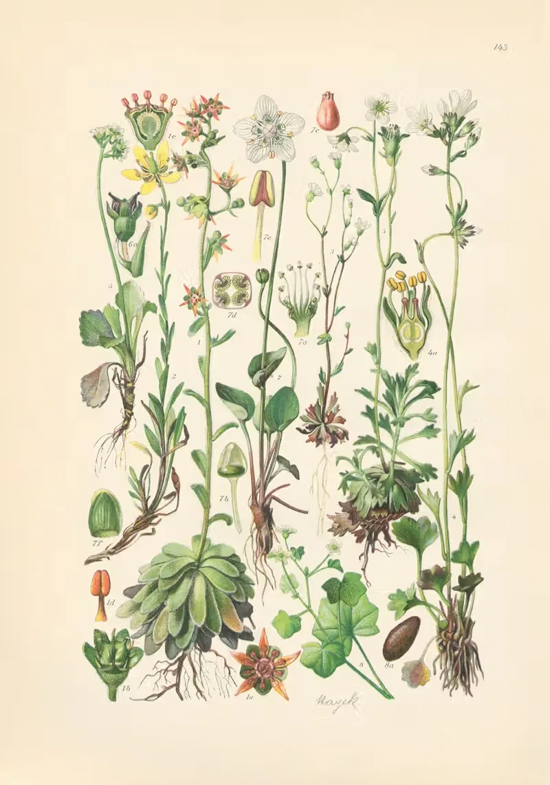 Illustrierte Flora von Mitteleuropa Pl.143 — Gustav Hegi