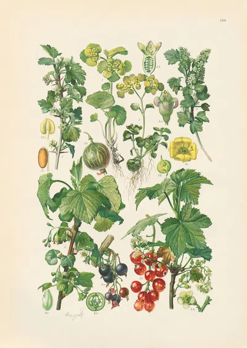 Illustrierte Flora von Mitteleuropa Pl.144 — Gustav Hegi