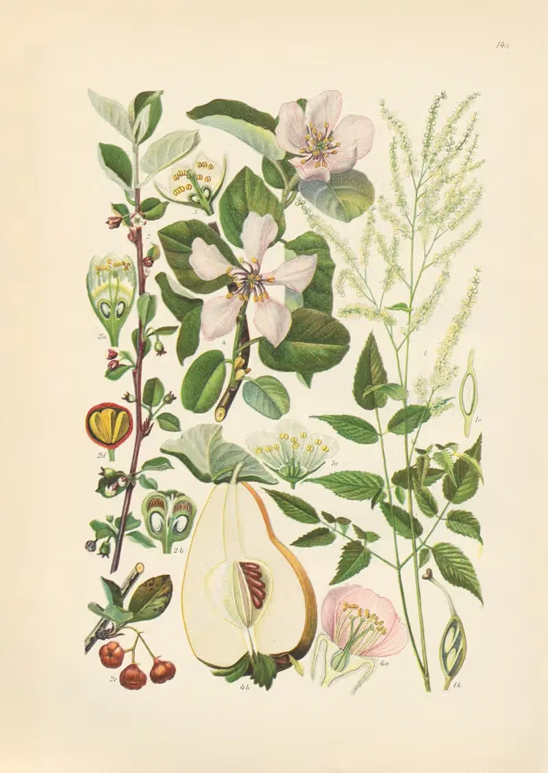 Illustrierte Flora von Mitteleuropa Pl.145 — Gustav Hegi