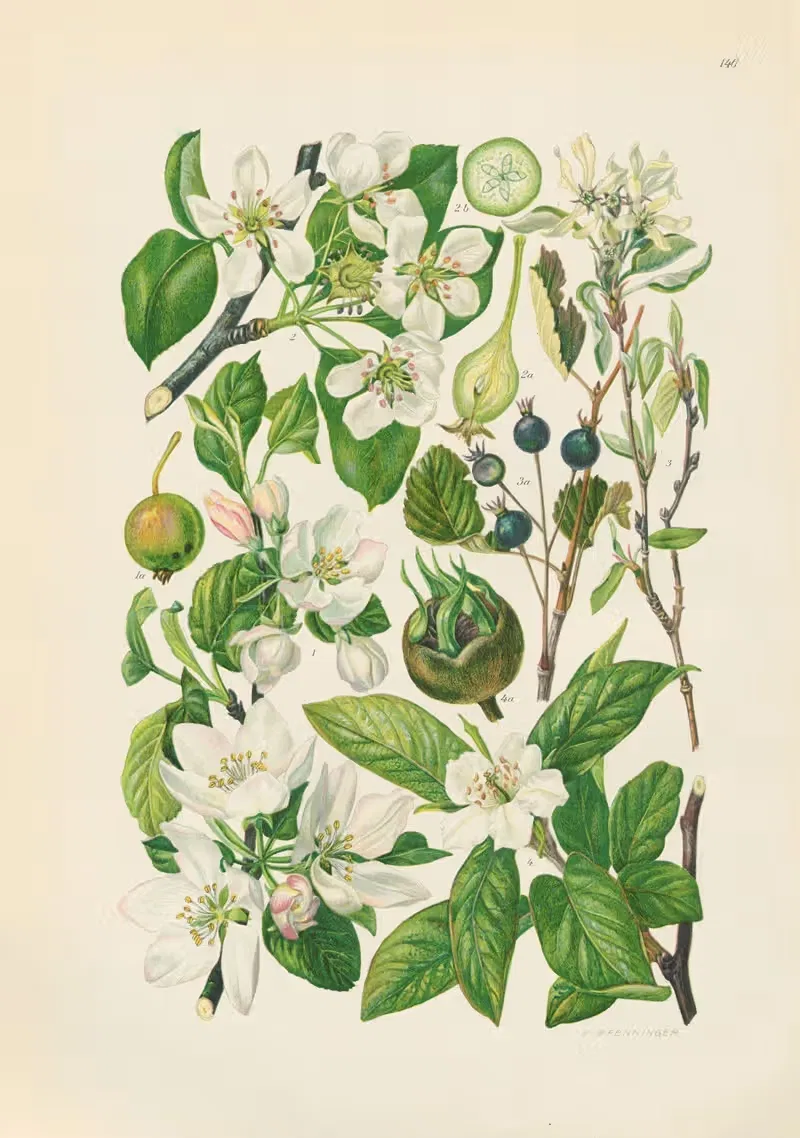 Illustrierte Flora von Mitteleuropa Pl.146 — Gustav Hegi