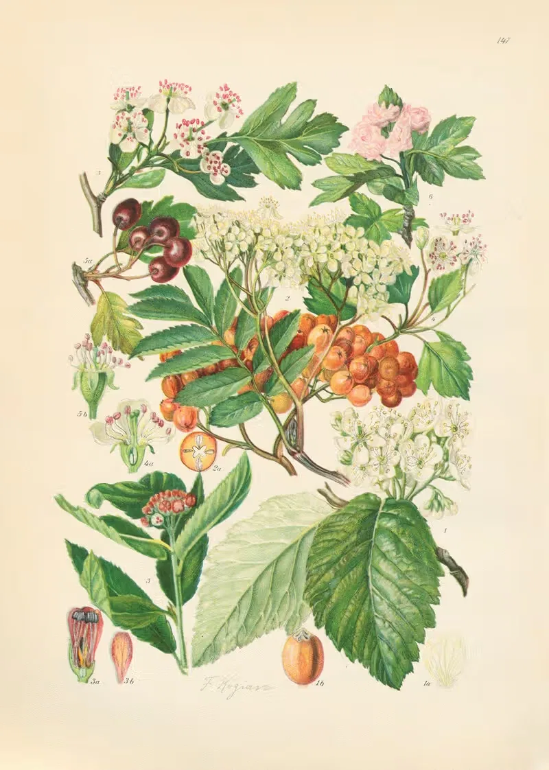 Illustrierte Flora von Mitteleuropa Pl.147 — Gustav Hegi