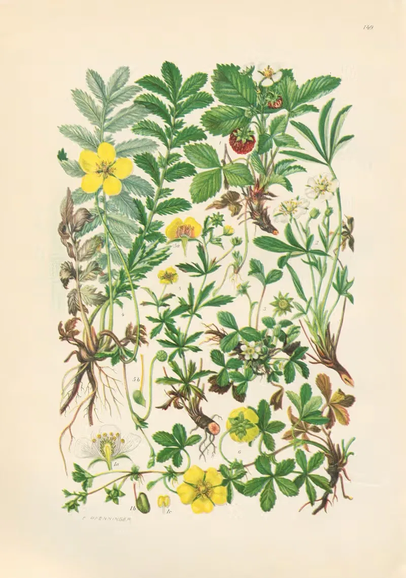 Illustrierte Flora von Mitteleuropa Pl.149 — Gustav Hegi