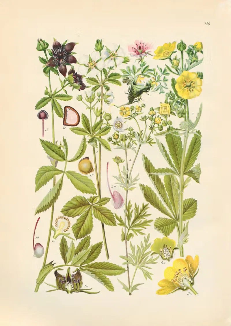 Illustrierte Flora von Mitteleuropa Pl.150 — Gustav Hegi