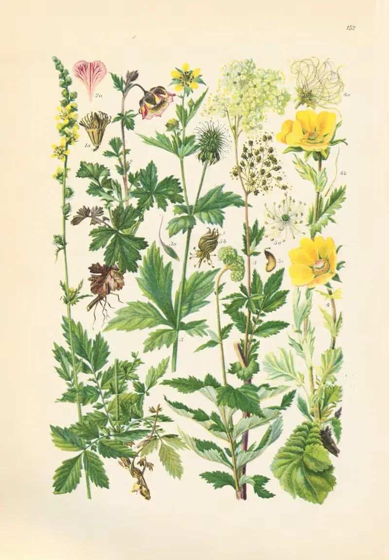 Illustrierte Flora von Mitteleuropa Pl.152 — Gustav Hegi
