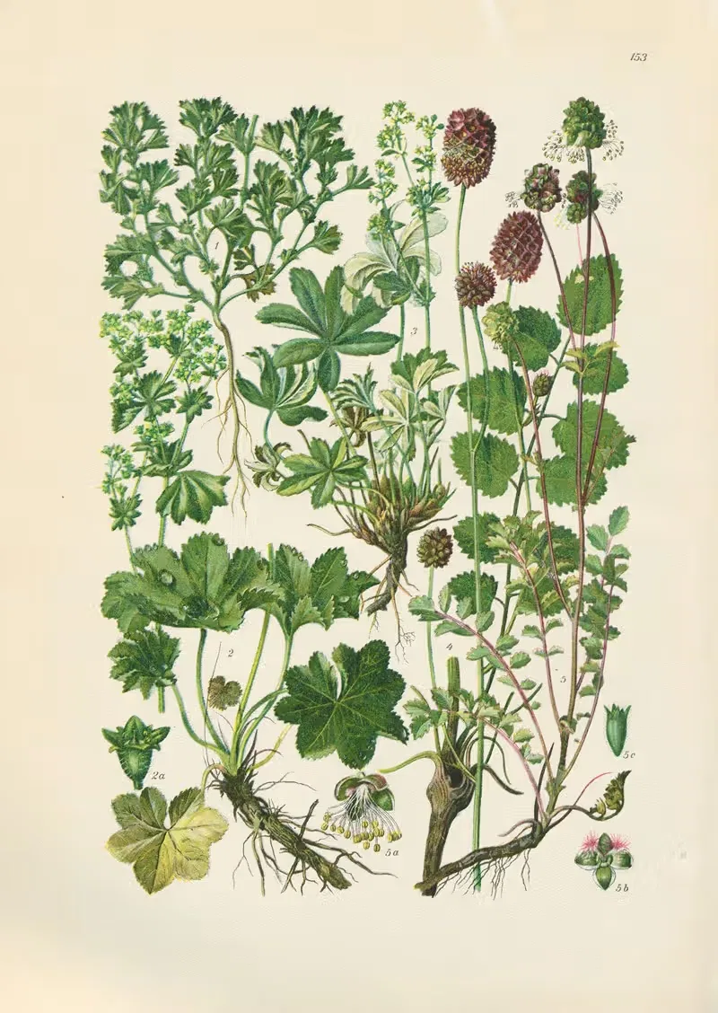 Illustrierte Flora von Mitteleuropa Pl.153 — Gustav Hegi
