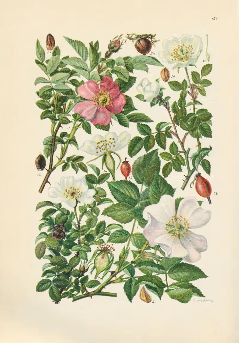 Illustrierte Flora von Mitteleuropa Pl.154 — Gustav Hegi