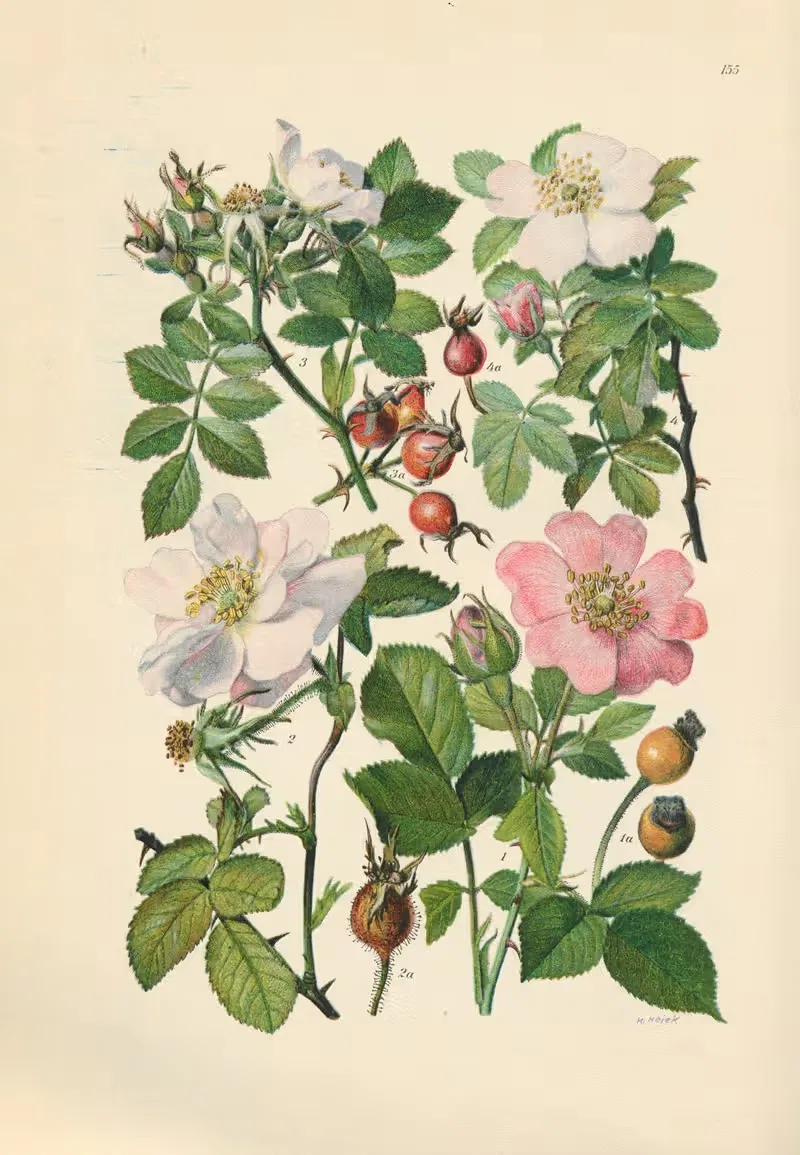 Illustrierte Flora von Mitteleuropa Pl.155 — Gustav Hegi
