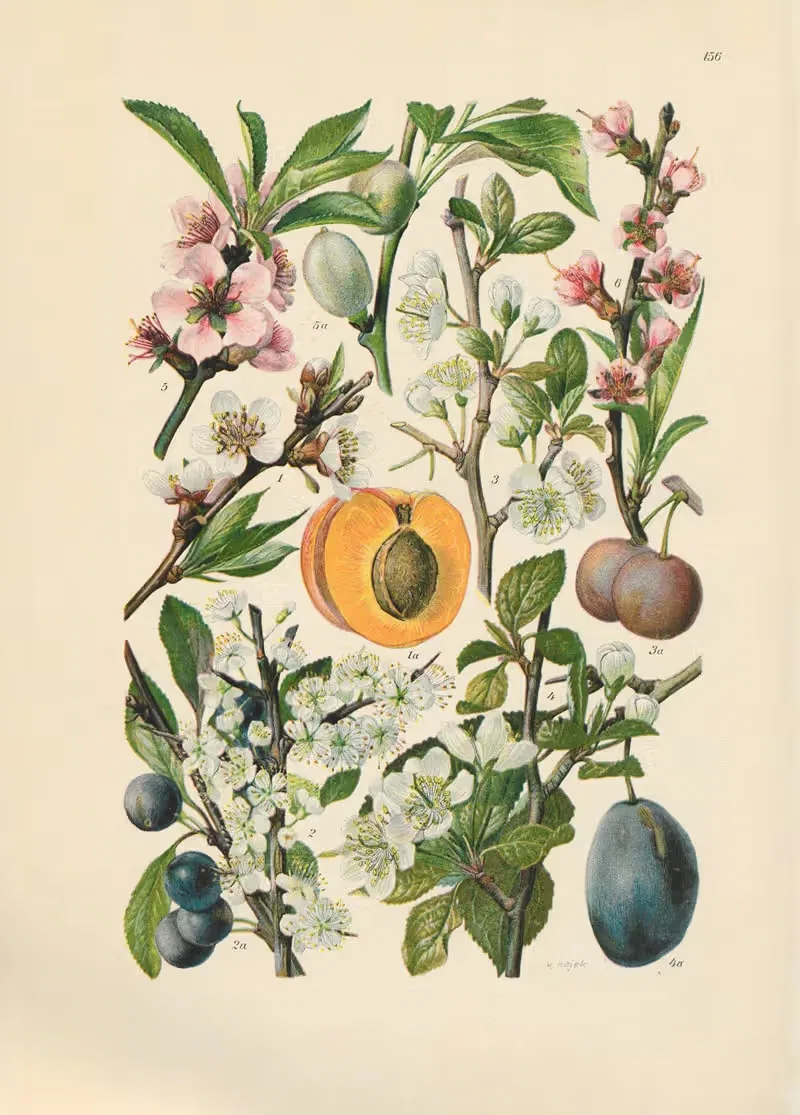 Illustrierte Flora von Mitteleuropa Pl.156 — Gustav Hegi