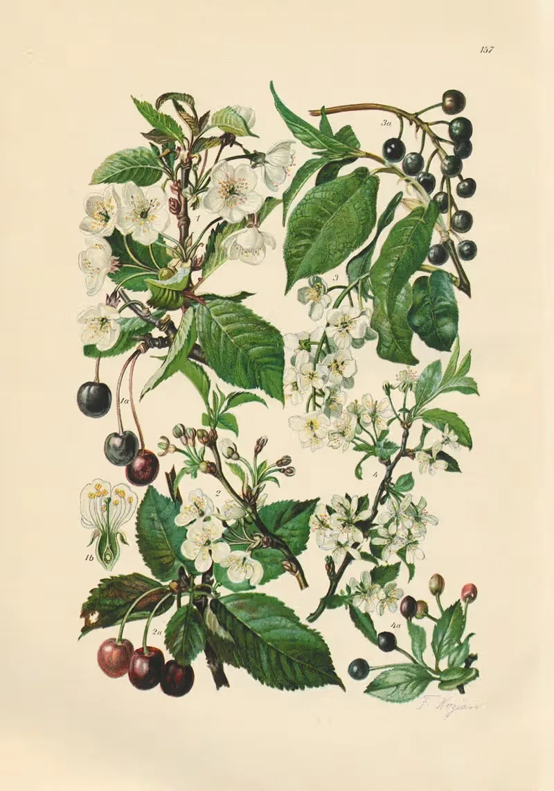 Illustrierte Flora von Mitteleuropa Pl.157 — Gustav Hegi