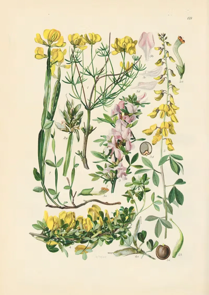 Illustrierte Flora von Mitteleuropa Pl.159 — Gustav Hegi