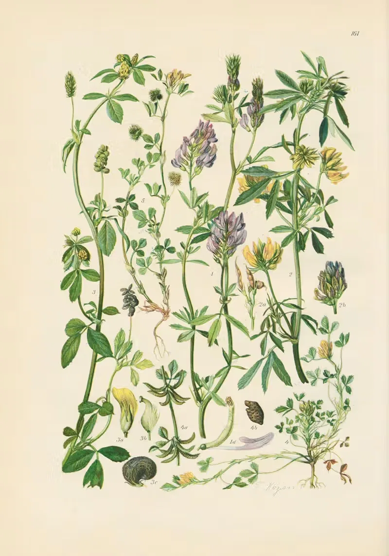 Illustrierte Flora von Mitteleuropa Pl.161 — Gustav Hegi