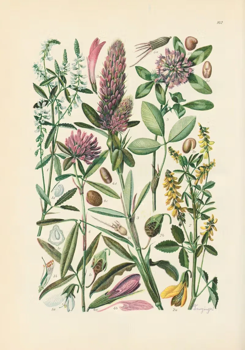 Illustrierte Flora von Mitteleuropa Pl.162 — Gustav Hegi