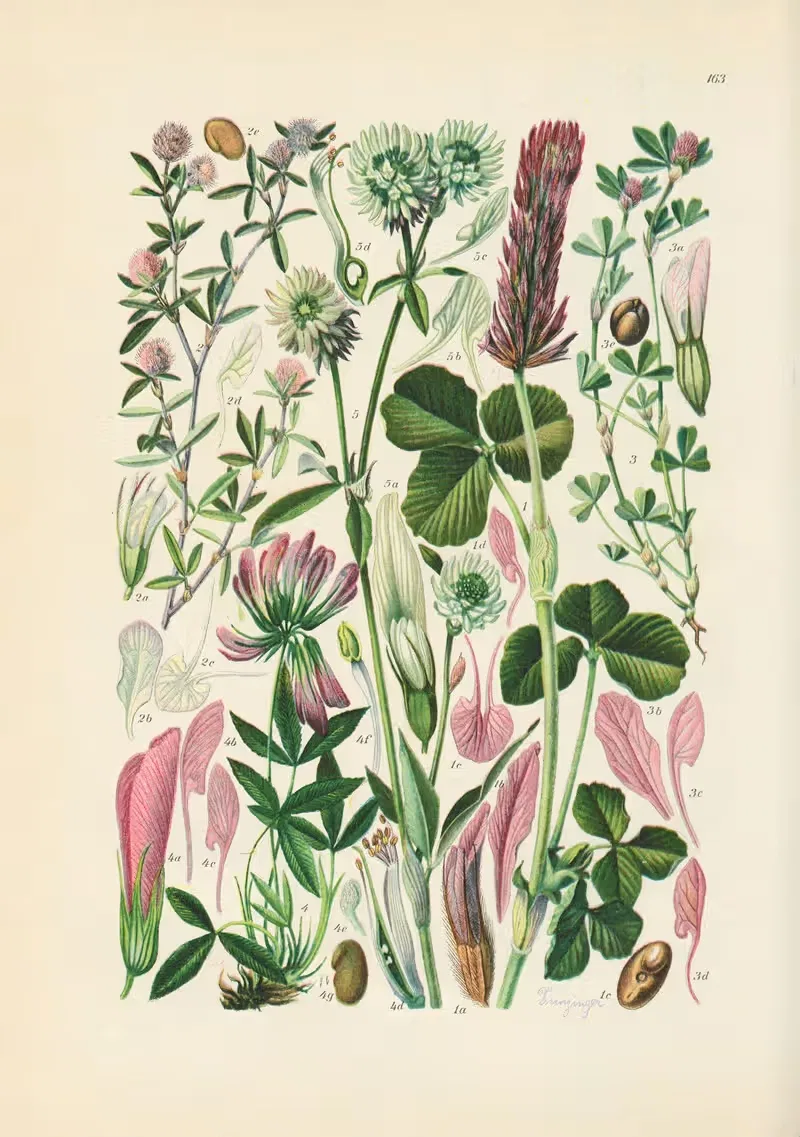 Illustrierte Flora von Mitteleuropa Pl.163 — Gustav Hegi