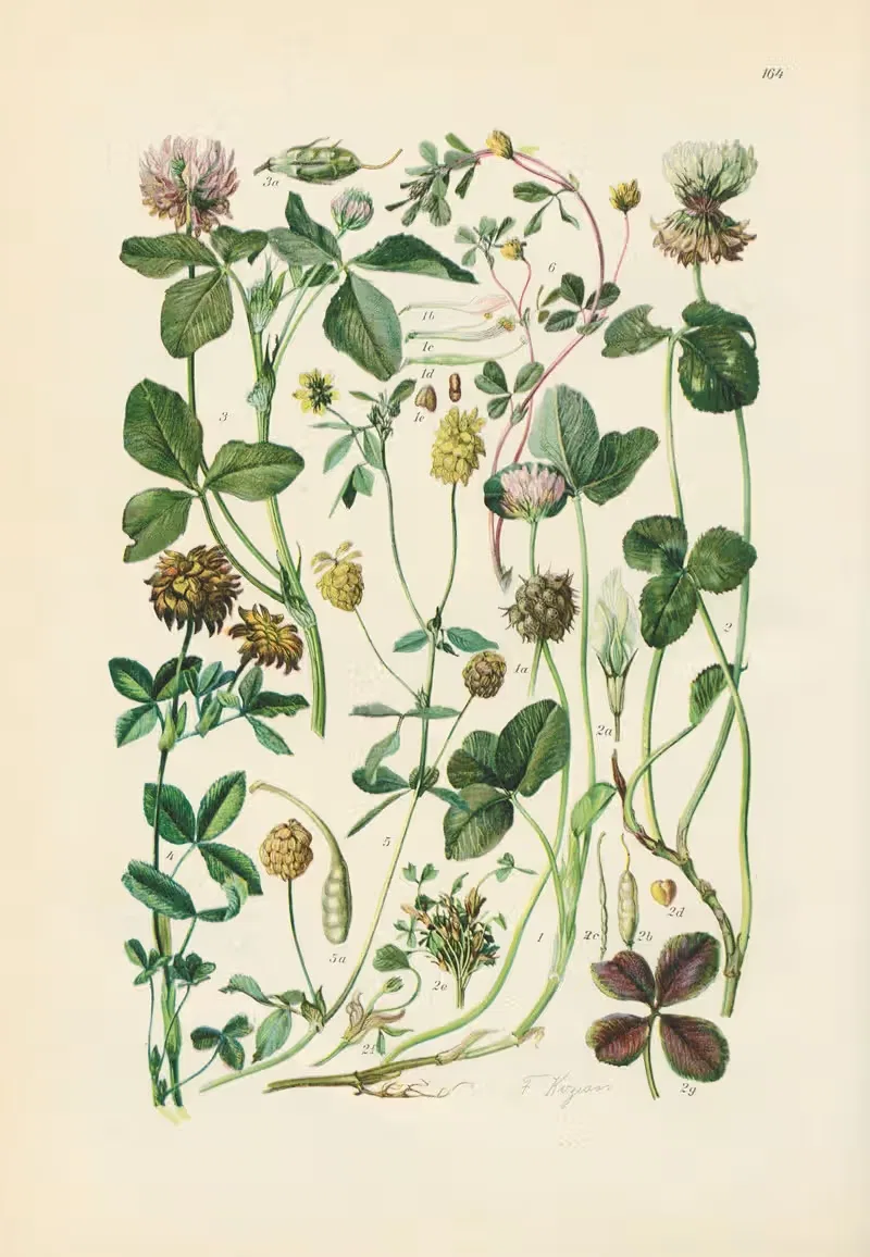 Illustrierte Flora von Mitteleuropa Pl.164 — Gustav Hegi