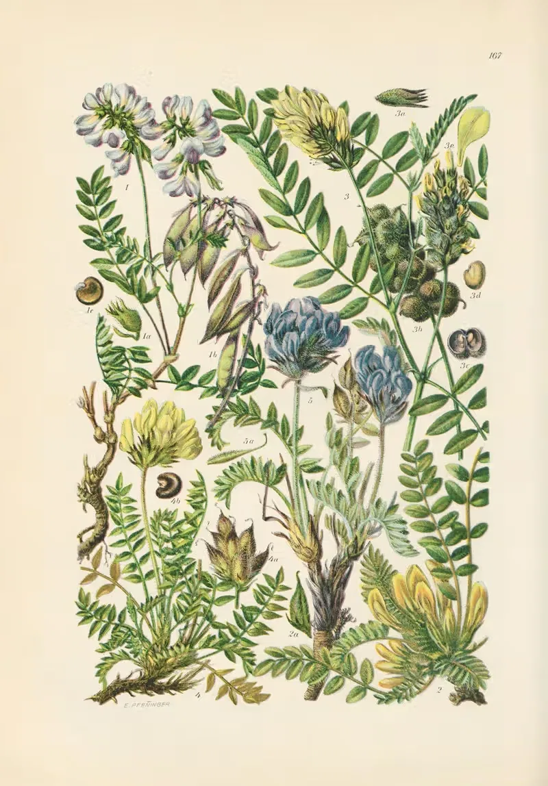 Illustrierte Flora von Mitteleuropa Pl.167 — Gustav Hegi