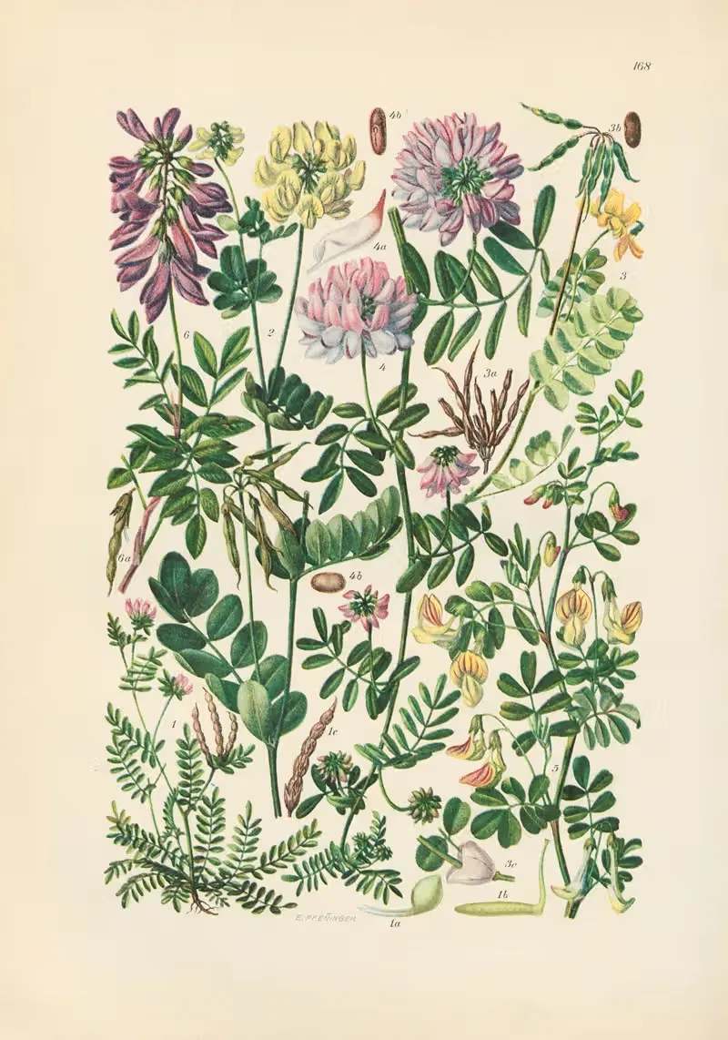 Illustrierte Flora von Mitteleuropa Pl.168 — Gustav Hegi