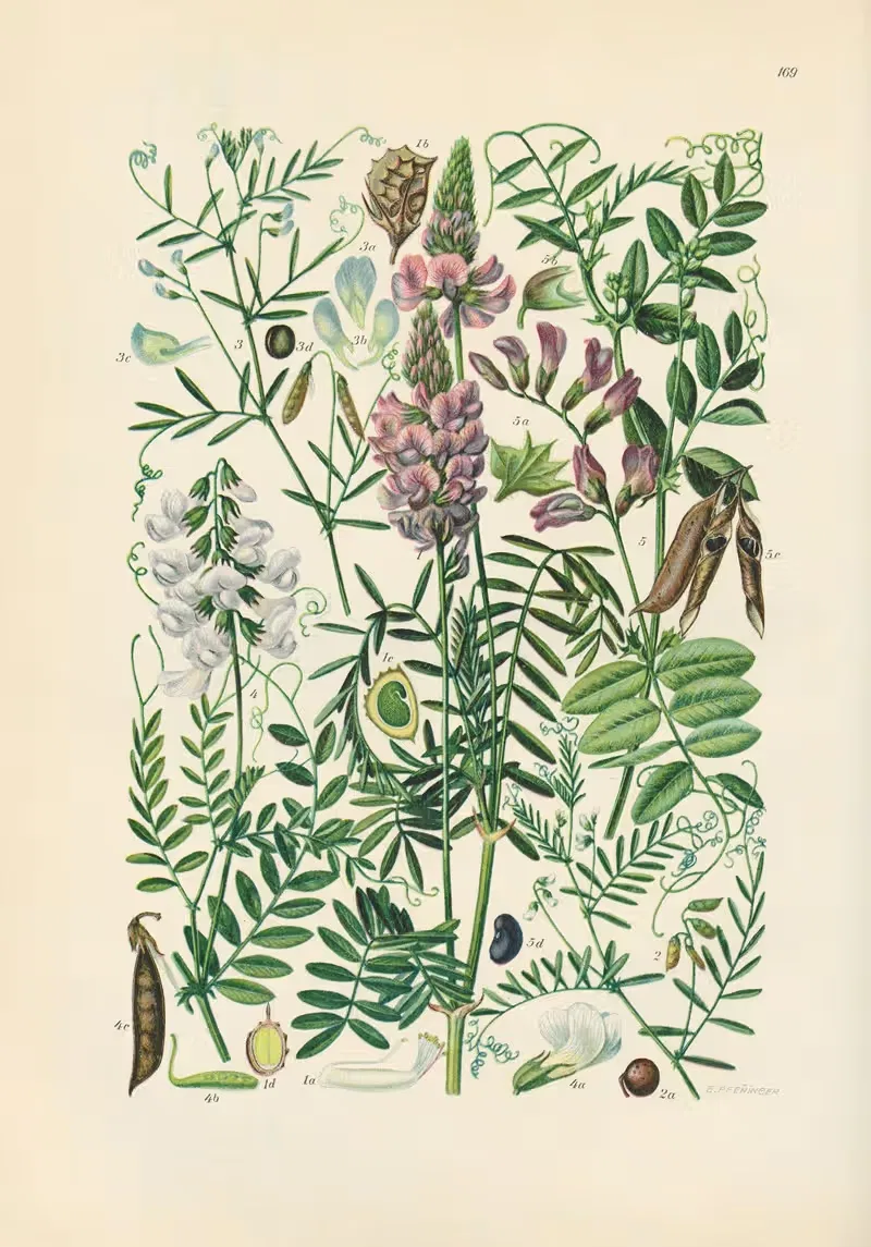 Illustrierte Flora von Mitteleuropa Pl.169 — Gustav Hegi