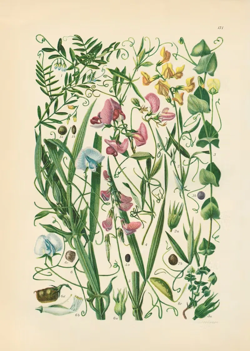 Illustrierte Flora von Mitteleuropa Pl.171 — Gustav Hegi