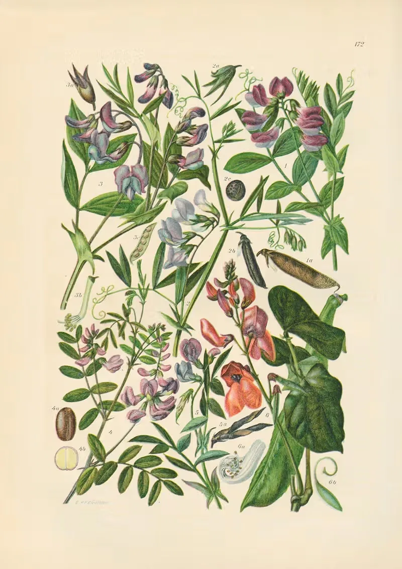 Illustrierte Flora von Mitteleuropa Pl.172 — Gustav Hegi