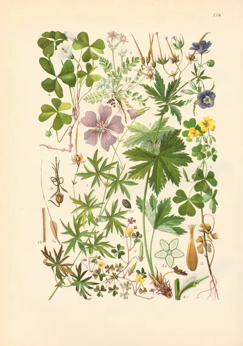 Illustrierte Flora von Mitteleuropa Pl.174 — Gustav Hegi
