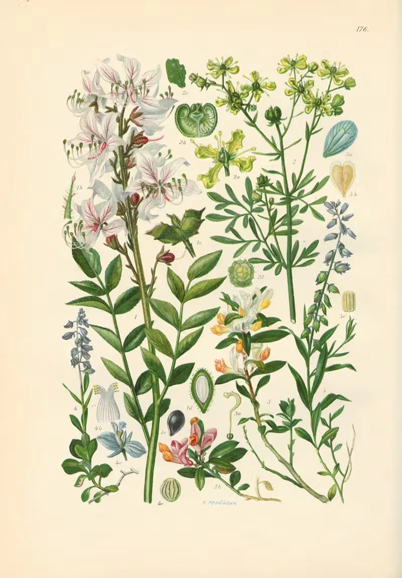 Illustrierte Flora von Mitteleuropa Pl.176 — Gustav Hegi