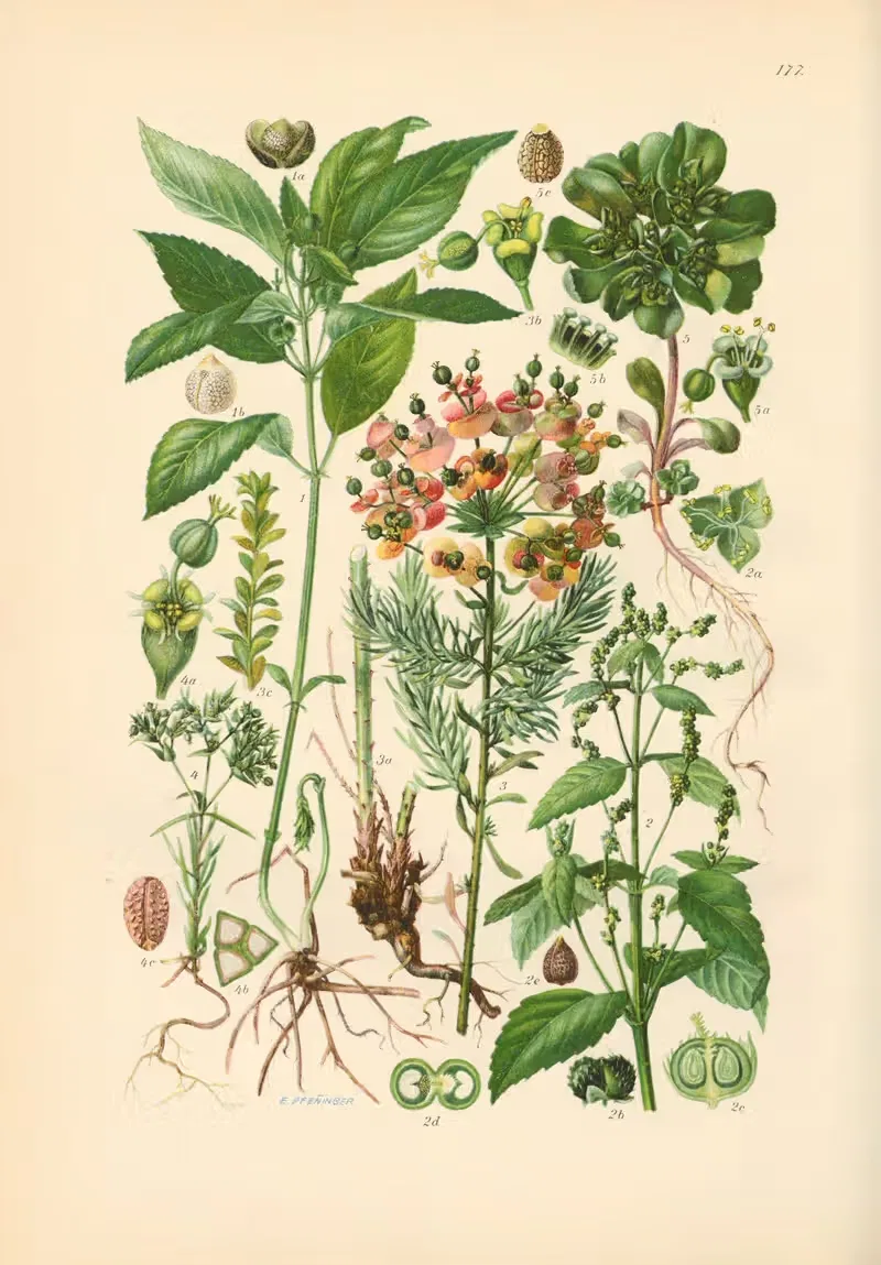 Illustrierte Flora von Mitteleuropa Pl.177 — Gustav Hegi
