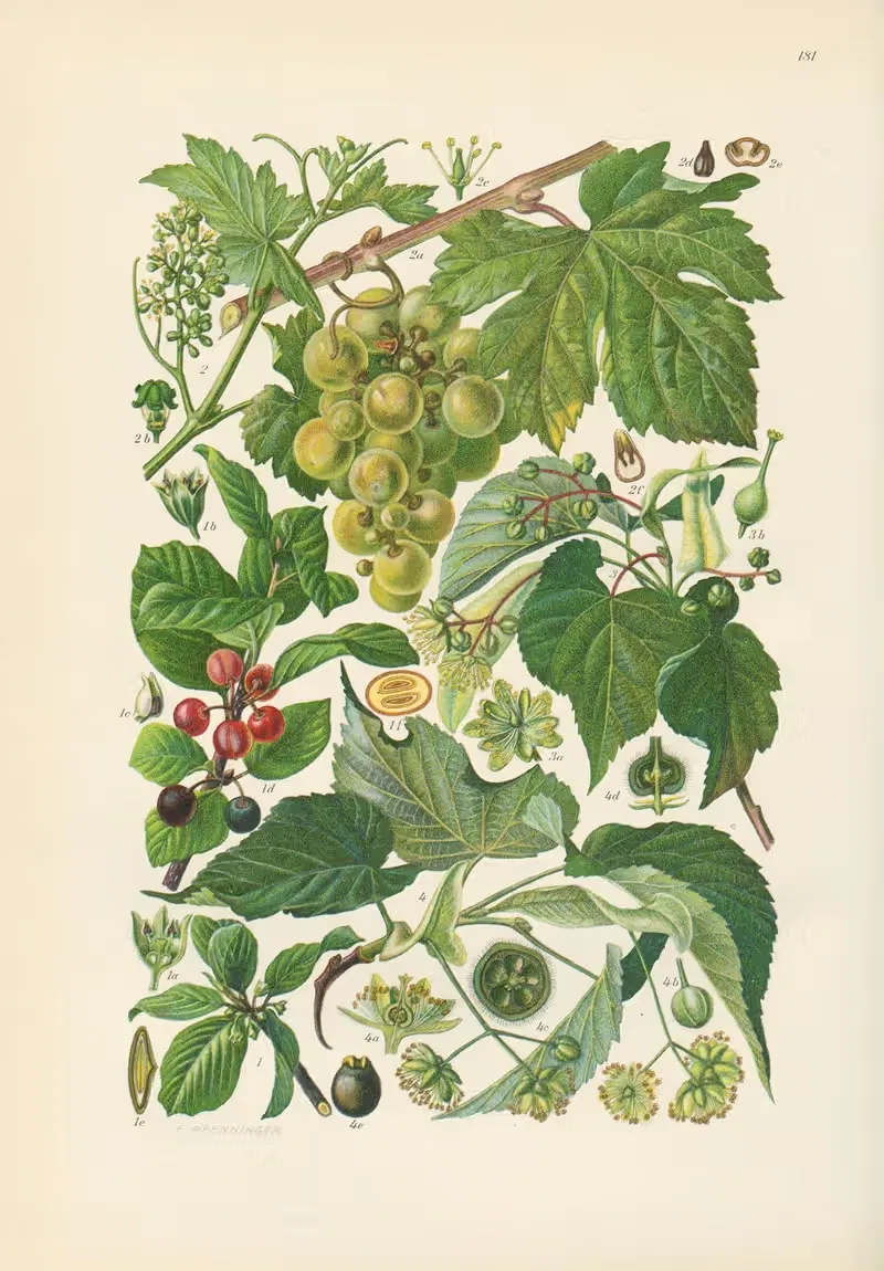 Illustrierte Flora von Mitteleuropa Pl.181 — Gustav Hegi