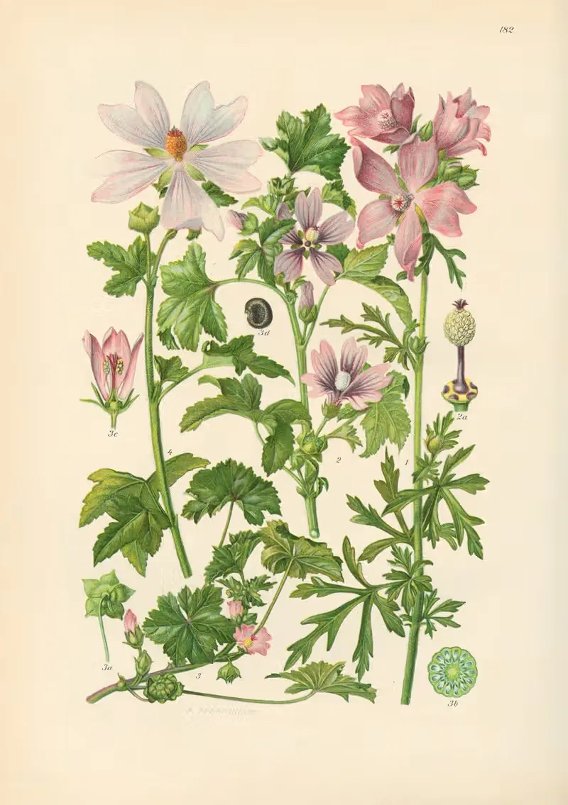 Illustrierte Flora von Mitteleuropa Pl.182 — Gustav Hegi