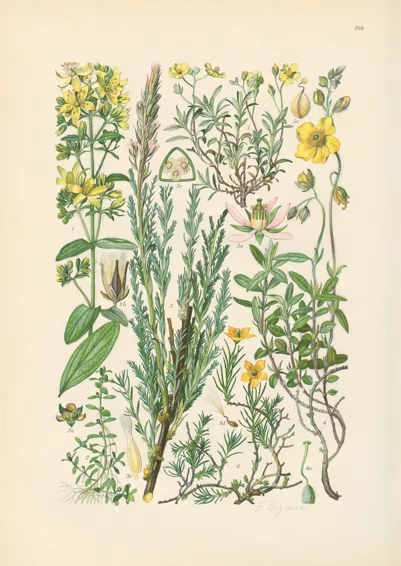 Illustrierte Flora von Mitteleuropa Pl.184 — Gustav Hegi