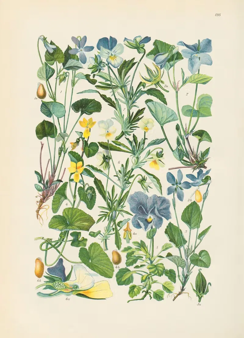 Illustrierte Flora von Mitteleuropa Pl.186 — Gustav Hegi
