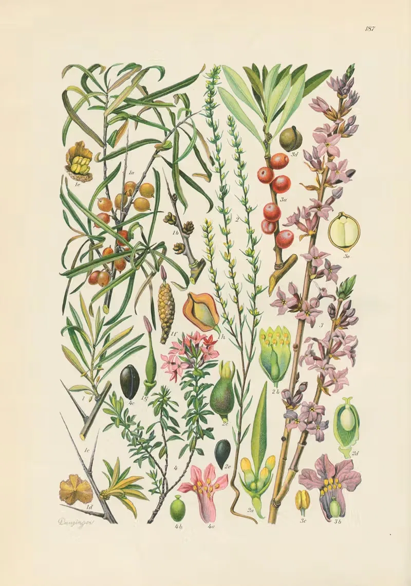 Illustrierte Flora von Mitteleuropa Pl.187 — Gustav Hegi