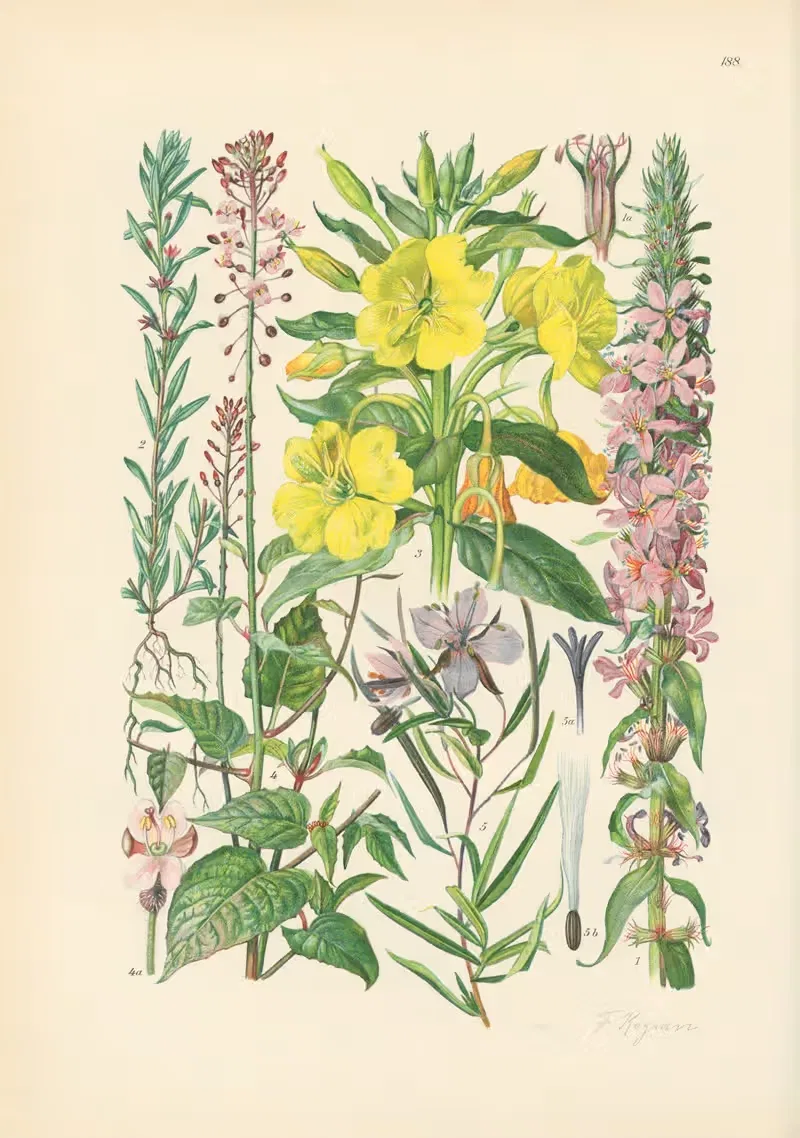 Illustrierte Flora von Mitteleuropa Pl.188 — Gustav Hegi