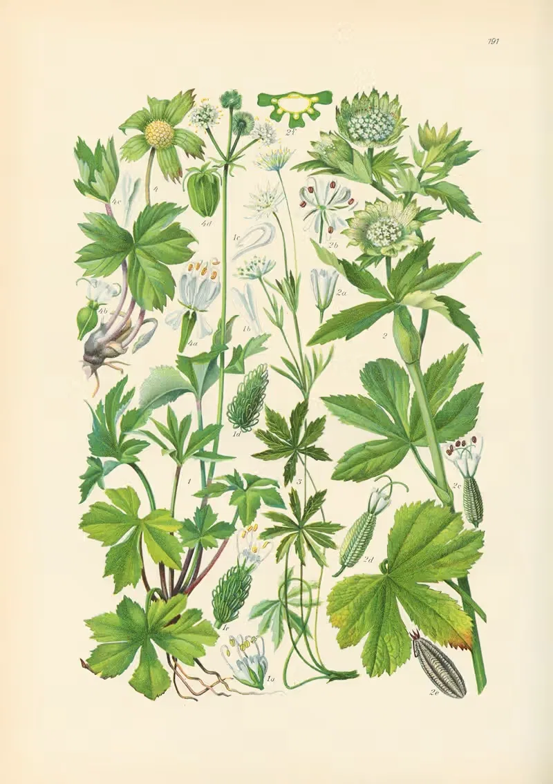 Illustrierte Flora von Mitteleuropa Pl.191 — Gustav Hegi