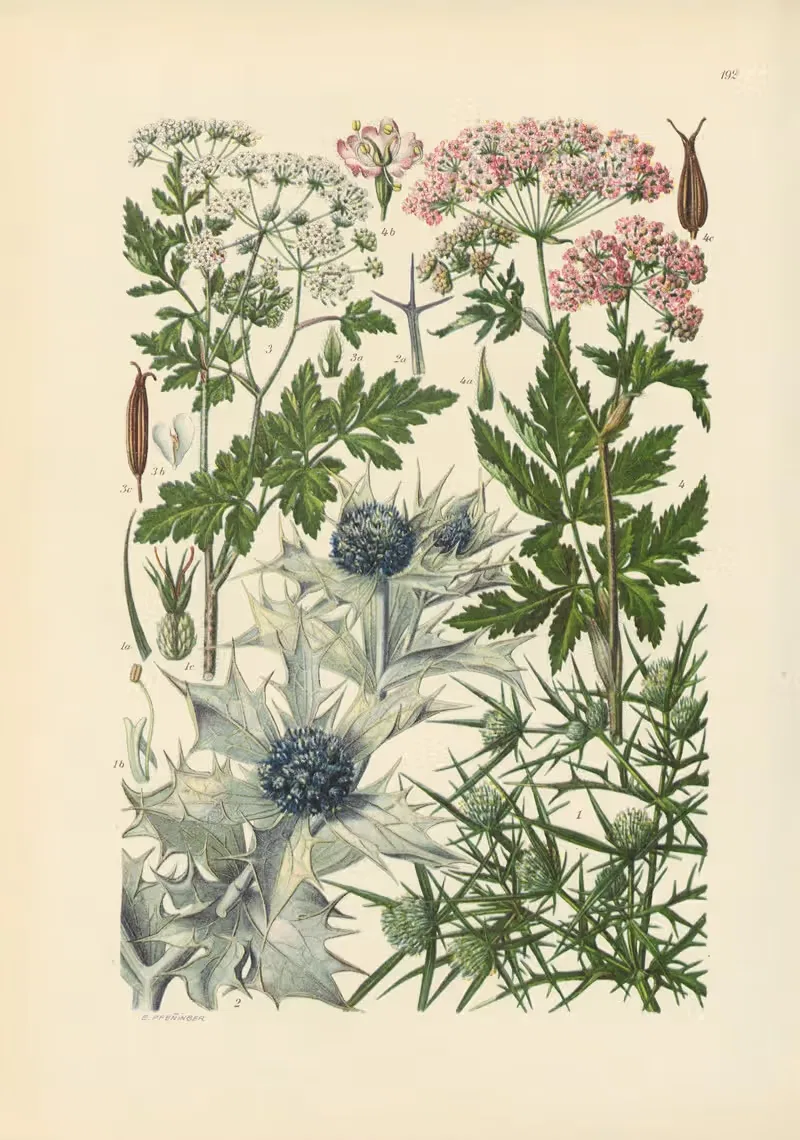 Illustrierte Flora von Mitteleuropa Pl.192 — Gustav Hegi