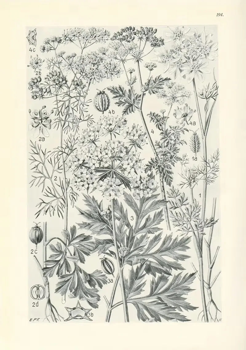Illustrierte Flora von Mitteleuropa Pl.194 — Gustav Hegi
