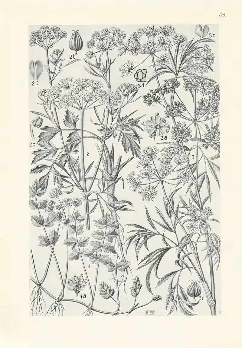 Illustrierte Flora von Mitteleuropa Pl.196 — Gustav Hegi
