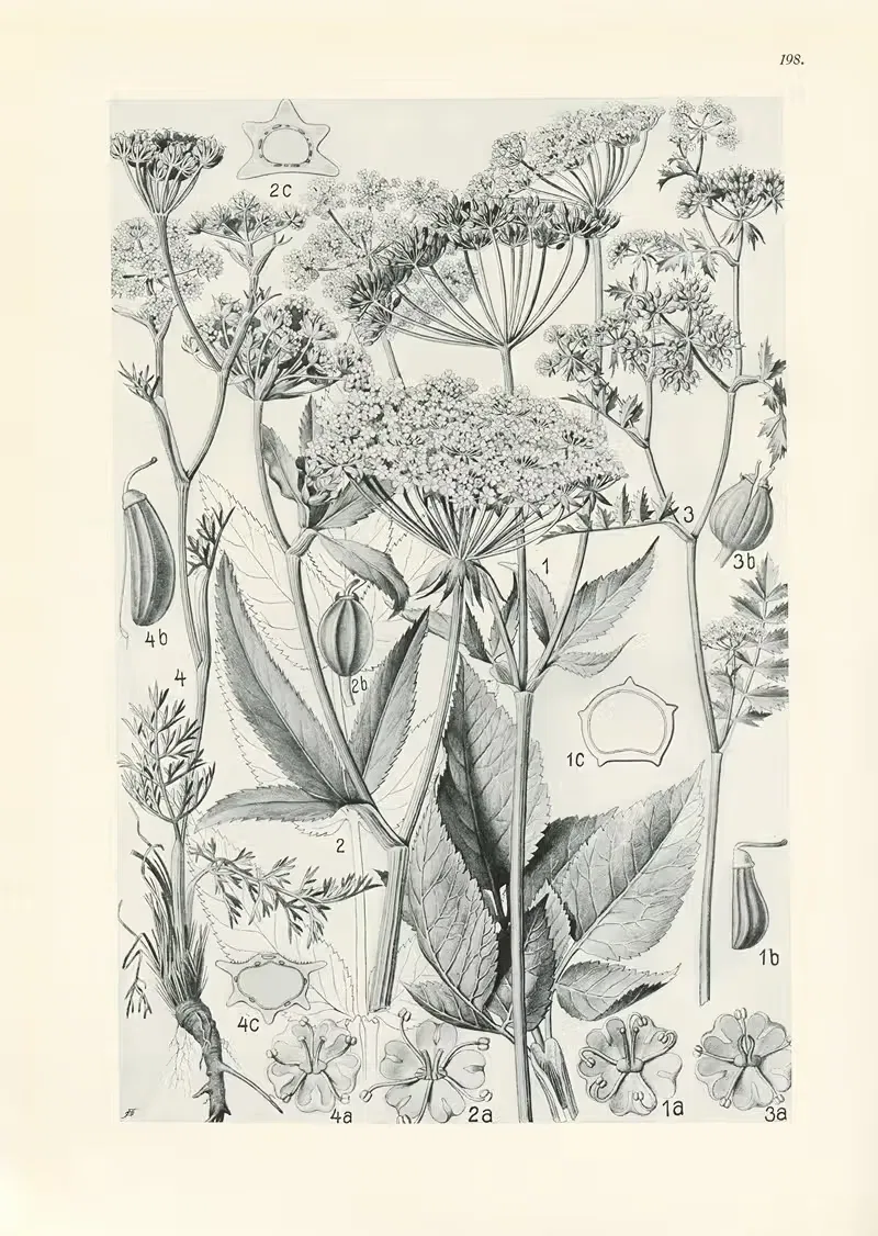 Illustrierte Flora von Mitteleuropa Pl.198 — Gustav Hegi