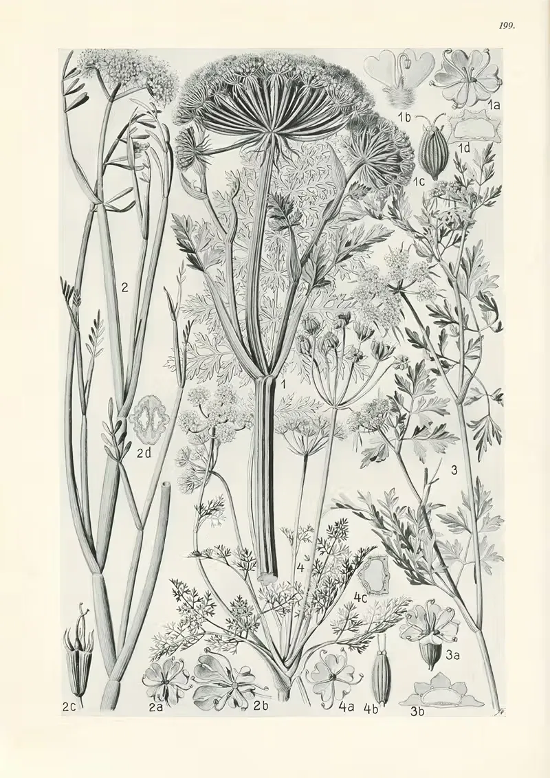 Illustrierte Flora von Mitteleuropa Pl.199 — Gustav Hegi