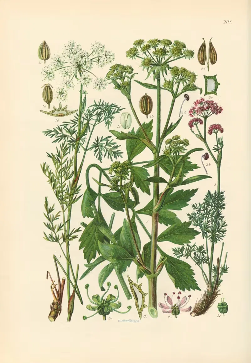 Illustrierte Flora von Mitteleuropa Pl.201 — Gustav Hegi