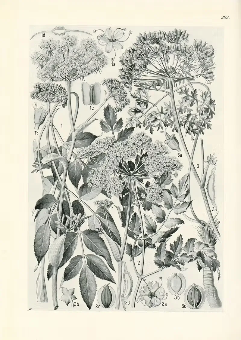 Illustrierte Flora von Mitteleuropa Pl.202 — Gustav Hegi