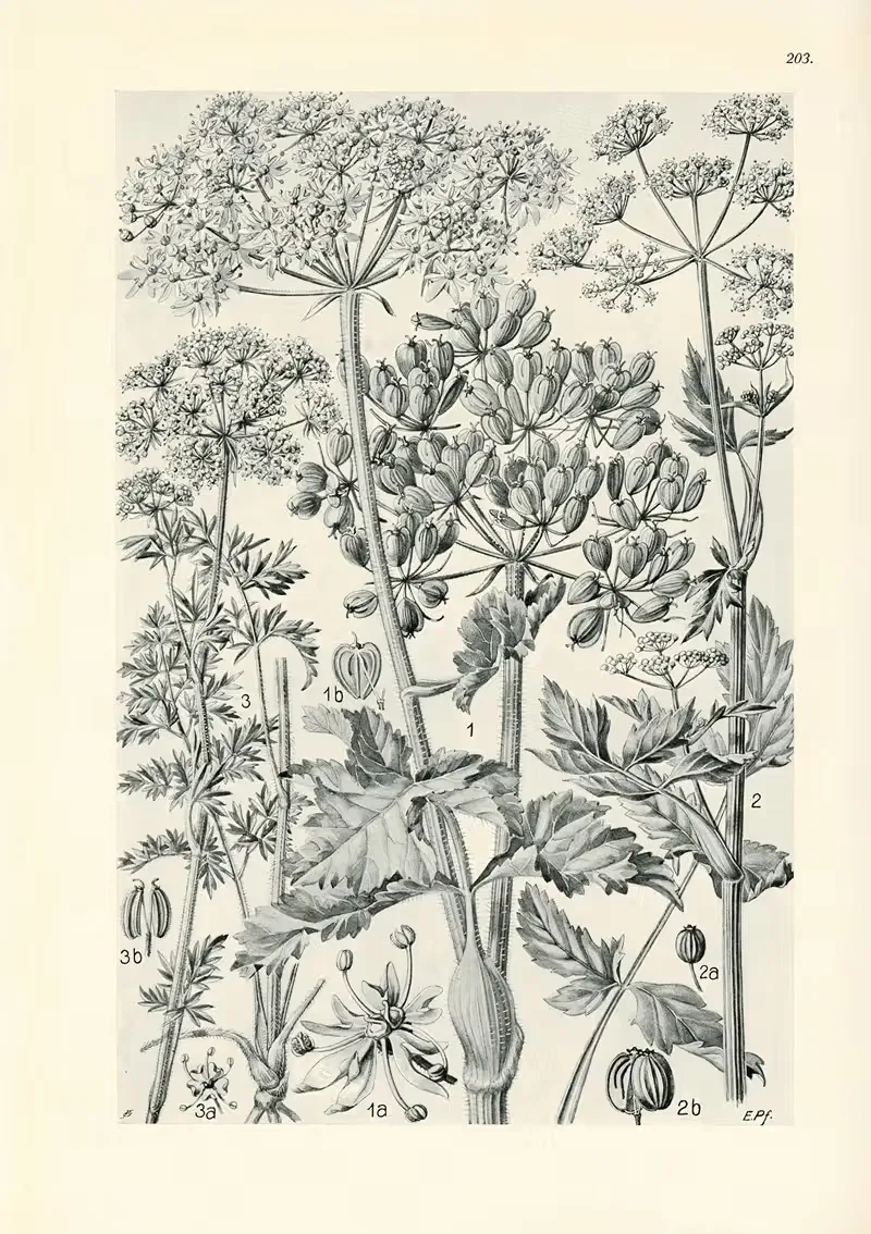 Illustrierte Flora von Mitteleuropa Pl.203 — Gustav Hegi